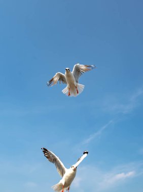 Martılar grubu ya da açık gökyüzünde uçan tek bir grup. Bazıları Bangpu 'da, Samut Prakarn Tayland' da kendilerini besleyen turistlerin yiyeceklerini kovalıyor..