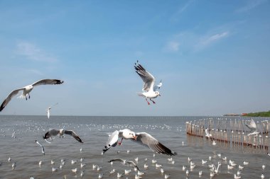 Martılar grubu ya da açık gökyüzünde uçan tek bir grup. Bazıları Bangpu 'da, Samut Prakarn Tayland' da kendilerini besleyen turistlerin yiyeceklerini kovalıyor..