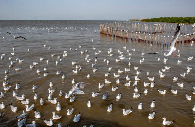 Martılar grubu ya da açık gökyüzünde uçan tek bir grup. Bazıları Bangpu 'da, Samut Prakarn Tayland' da kendilerini besleyen turistlerin yiyeceklerini kovalıyor..