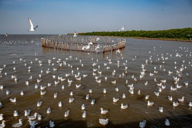 Martılar grubu ya da açık gökyüzünde uçan tek bir grup. Bazıları Bangpu 'da, Samut Prakarn Tayland' da kendilerini besleyen turistlerin yiyeceklerini kovalıyor..