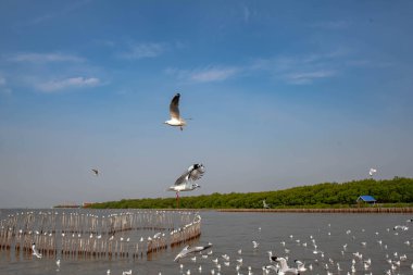 Martılar grubu ya da açık gökyüzünde uçan tek bir grup. Bazıları Bangpu 'da, Samut Prakarn Tayland' da kendilerini besleyen turistlerin yiyeceklerini kovalıyor..