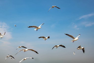 Martılar grubu ya da açık gökyüzünde uçan tek bir grup. Bazıları Bangpu 'da, Samut Prakarn Tayland' da kendilerini besleyen turistlerin yiyeceklerini kovalıyor..