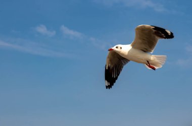 Martılar grubu ya da açık gökyüzünde uçan tek bir grup. Bazıları Bangpu 'da, Samut Prakarn Tayland' da kendilerini besleyen turistlerin yiyeceklerini kovalıyor..