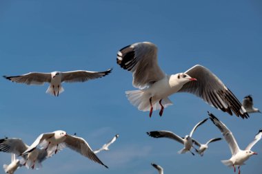 Martılar grubu ya da açık gökyüzünde uçan tek bir grup. Bazıları Bangpu 'da, Samut Prakarn Tayland' da kendilerini besleyen turistlerin yiyeceklerini kovalıyor..