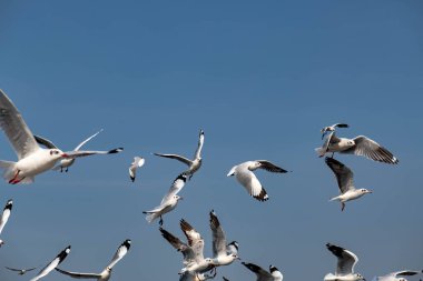 Martılar grubu ya da açık gökyüzünde uçan tek bir grup. Bazıları Bangpu 'da, Samut Prakarn Tayland' da kendilerini besleyen turistlerin yiyeceklerini kovalıyor..