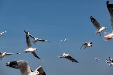 Martılar grubu ya da açık gökyüzünde uçan tek bir grup. Bazıları Bangpu 'da, Samut Prakarn Tayland' da kendilerini besleyen turistlerin yiyeceklerini kovalıyor..