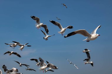 Martılar grubu ya da açık gökyüzünde uçan tek bir grup. Bazıları Bangpu 'da, Samut Prakarn Tayland' da kendilerini besleyen turistlerin yiyeceklerini kovalıyor..