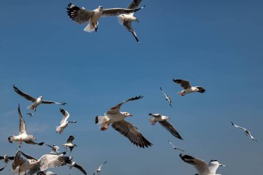 Martılar grubu ya da açık gökyüzünde uçan tek bir grup. Bazıları Bangpu 'da, Samut Prakarn Tayland' da kendilerini besleyen turistlerin yiyeceklerini kovalıyor..