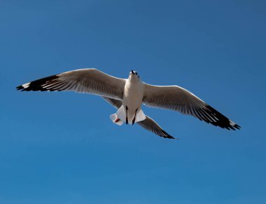 Martılar grubu ya da açık gökyüzünde uçan tek bir grup. Bazıları Bangpu 'da, Samut Prakarn Tayland' da kendilerini besleyen turistlerin yiyeceklerini kovalıyor..
