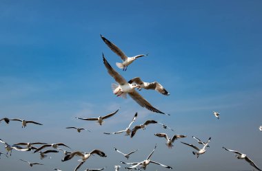 Martılar grubu ya da açık gökyüzünde uçan tek bir grup. Bazıları Bangpu 'da, Samut Prakarn Tayland' da kendilerini besleyen turistlerin yiyeceklerini kovalıyor..