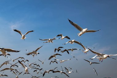 Martılar grubu ya da açık gökyüzünde uçan tek bir grup. Bazıları Bangpu 'da, Samut Prakarn Tayland' da kendilerini besleyen turistlerin yiyeceklerini kovalıyor..