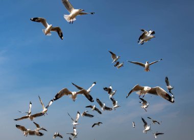 Martılar grubu ya da açık gökyüzünde uçan tek bir grup. Bazıları Bangpu 'da, Samut Prakarn Tayland' da kendilerini besleyen turistlerin yiyeceklerini kovalıyor..