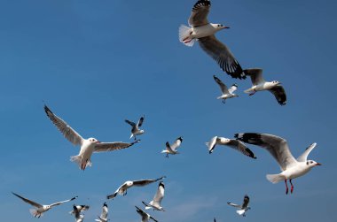 Martılar grubu ya da açık gökyüzünde uçan tek bir grup. Bazıları Bangpu 'da, Samut Prakarn Tayland' da kendilerini besleyen turistlerin yiyeceklerini kovalıyor..