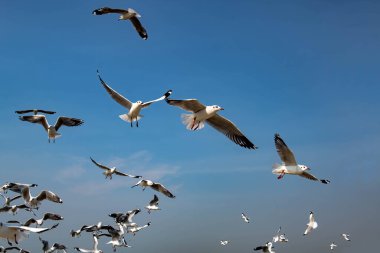 Martılar grubu ya da açık gökyüzünde uçan tek bir grup. Bazıları Bangpu 'da, Samut Prakarn Tayland' da kendilerini besleyen turistlerin yiyeceklerini kovalıyor..