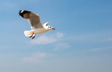 Martılar grubu ya da açık gökyüzünde uçan tek bir grup. Bazıları Bangpu 'da, Samut Prakarn Tayland' da kendilerini besleyen turistlerin yiyeceklerini kovalıyor..