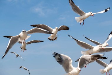 Martılar grubu ya da açık gökyüzünde uçan tek bir grup. Bazıları Bangpu 'da, Samut Prakarn Tayland' da kendilerini besleyen turistlerin yiyeceklerini kovalıyor..