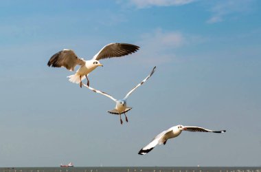 Martılar grubu ya da açık gökyüzünde uçan tek bir grup. Bazıları Bangpu 'da, Samut Prakarn Tayland' da kendilerini besleyen turistlerin yiyeceklerini kovalıyor..