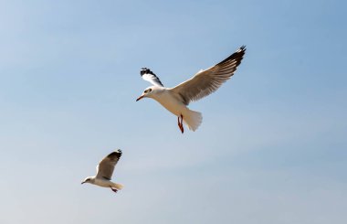 Martılar grubu ya da açık gökyüzünde uçan tek bir grup. Bazıları Bangpu 'da, Samut Prakarn Tayland' da kendilerini besleyen turistlerin yiyeceklerini kovalıyor..