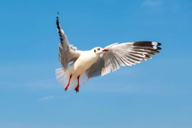 Martılar grubu ya da açık gökyüzünde uçan tek bir grup. Bazıları Bangpu 'da, Samut Prakarn Tayland' da kendilerini besleyen turistlerin yiyeceklerini kovalıyor..