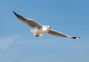 Martılar grubu ya da açık gökyüzünde uçan tek bir grup. Bazıları Bangpu 'da, Samut Prakarn Tayland' da kendilerini besleyen turistlerin yiyeceklerini kovalıyor..