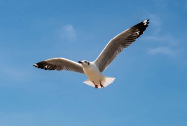 Martılar grubu ya da açık gökyüzünde uçan tek bir grup. Bazıları Bangpu 'da, Samut Prakarn Tayland' da kendilerini besleyen turistlerin yiyeceklerini kovalıyor..
