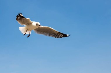 Martılar grubu ya da açık gökyüzünde uçan tek bir grup. Bazıları Bangpu 'da, Samut Prakarn Tayland' da kendilerini besleyen turistlerin yiyeceklerini kovalıyor..