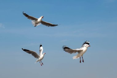 Martılar grubu ya da açık gökyüzünde uçan tek bir grup. Bazıları Bangpu 'da, Samut Prakarn Tayland' da kendilerini besleyen turistlerin yiyeceklerini kovalıyor..