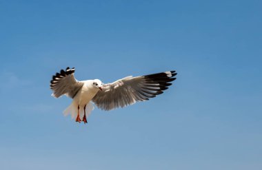 Martılar grubu ya da açık gökyüzünde uçan tek bir grup. Bazıları Bangpu 'da, Samut Prakarn Tayland' da kendilerini besleyen turistlerin yiyeceklerini kovalıyor..