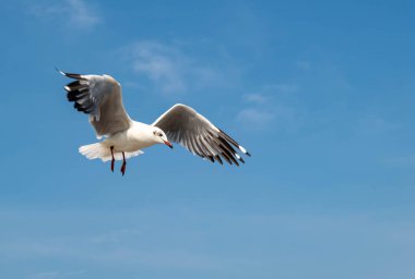 Martılar grubu ya da açık gökyüzünde uçan tek bir grup. Bazıları Bangpu 'da, Samut Prakarn Tayland' da kendilerini besleyen turistlerin yiyeceklerini kovalıyor..