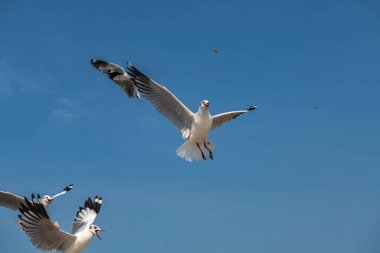 Martılar grubu ya da açık gökyüzünde uçan tek bir grup. Bazıları Bangpu 'da, Samut Prakarn Tayland' da kendilerini besleyen turistlerin yiyeceklerini kovalıyor..