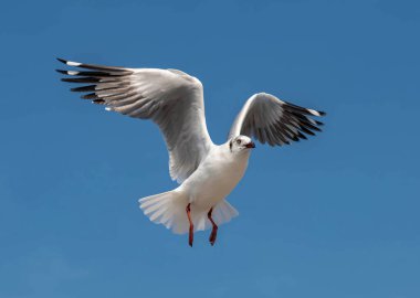 Martılar grubu ya da açık gökyüzünde uçan tek bir grup. Bazıları Bangpu 'da, Samut Prakarn Tayland' da kendilerini besleyen turistlerin yiyeceklerini kovalıyor..