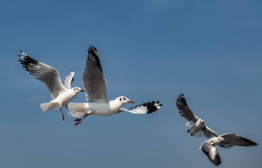 Martılar grubu ya da açık gökyüzünde uçan tek bir grup. Bazıları Bangpu 'da, Samut Prakarn Tayland' da kendilerini besleyen turistlerin yiyeceklerini kovalıyor..