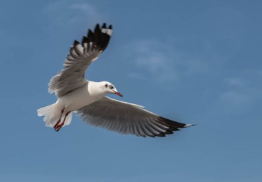 Martılar grubu ya da açık gökyüzünde uçan tek bir grup. Bazıları Bangpu 'da, Samut Prakarn Tayland' da kendilerini besleyen turistlerin yiyeceklerini kovalıyor..