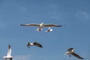 Martılar grubu ya da açık gökyüzünde uçan tek bir grup. Bazıları Bangpu 'da, Samut Prakarn Tayland' da kendilerini besleyen turistlerin yiyeceklerini kovalıyor..