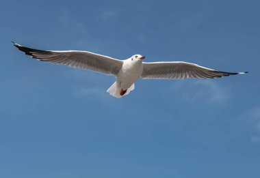 Martılar grubu ya da açık gökyüzünde uçan tek bir grup. Bazıları Bangpu 'da, Samut Prakarn Tayland' da kendilerini besleyen turistlerin yiyeceklerini kovalıyor..