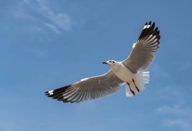 Martılar grubu ya da açık gökyüzünde uçan tek bir grup. Bazıları Bangpu 'da, Samut Prakarn Tayland' da kendilerini besleyen turistlerin yiyeceklerini kovalıyor..