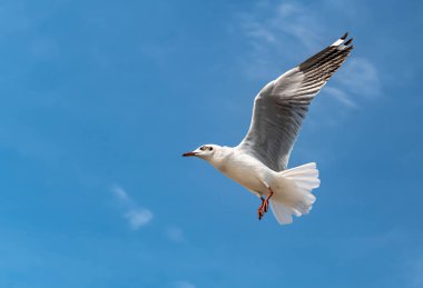 Martılar grubu ya da açık gökyüzünde uçan tek bir grup. Bazıları Bangpu 'da, Samut Prakarn Tayland' da kendilerini besleyen turistlerin yiyeceklerini kovalıyor..