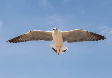 Martılar grubu ya da açık gökyüzünde uçan tek bir grup. Bazıları Bangpu 'da, Samut Prakarn Tayland' da kendilerini besleyen turistlerin yiyeceklerini kovalıyor..