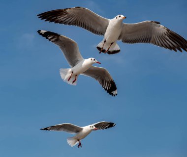 Martılar grubu ya da açık gökyüzünde uçan tek bir grup. Bazıları Bangpu 'da, Samut Prakarn Tayland' da kendilerini besleyen turistlerin yiyeceklerini kovalıyor..