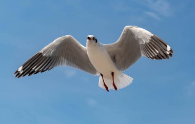 Martılar grubu ya da açık gökyüzünde uçan tek bir grup. Bazıları Bangpu 'da, Samut Prakarn Tayland' da kendilerini besleyen turistlerin yiyeceklerini kovalıyor..