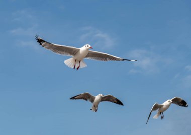 Martılar grubu ya da açık gökyüzünde uçan tek bir grup. Bazıları Bangpu 'da, Samut Prakarn Tayland' da kendilerini besleyen turistlerin yiyeceklerini kovalıyor..
