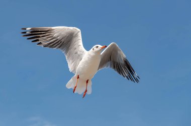 Martılar grubu ya da açık gökyüzünde uçan tek bir grup. Bazıları Bangpu 'da, Samut Prakarn Tayland' da kendilerini besleyen turistlerin yiyeceklerini kovalıyor..