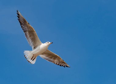 Martılar grubu ya da açık gökyüzünde uçan tek bir grup. Bazıları Bangpu 'da, Samut Prakarn Tayland' da kendilerini besleyen turistlerin yiyeceklerini kovalıyor..