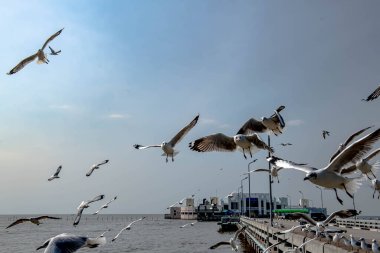 Martılar grubu ya da açık gökyüzünde uçan tek bir grup. Bazıları Bangpu 'da, Samut Prakarn Tayland' da kendilerini besleyen turistlerin yiyeceklerini kovalıyor..