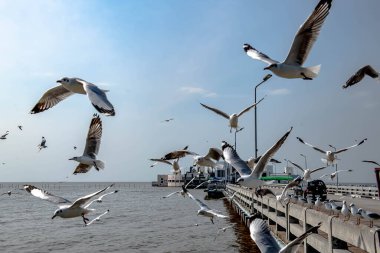 Martılar grubu ya da açık gökyüzünde uçan tek bir grup. Bazıları Bangpu 'da, Samut Prakarn Tayland' da kendilerini besleyen turistlerin yiyeceklerini kovalıyor..