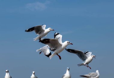 Martılar grubu ya da açık gökyüzünde uçan tek bir grup. Bazıları Bangpu 'da, Samut Prakarn Tayland' da kendilerini besleyen turistlerin yiyeceklerini kovalıyor..