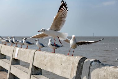 Martılar grubu ya da açık gökyüzünde uçan tek bir grup. Bazıları Bangpu 'da, Samut Prakarn Tayland' da kendilerini besleyen turistlerin yiyeceklerini kovalıyor..