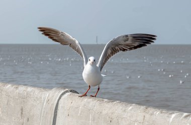 Martılar grubu ya da açık gökyüzünde uçan tek bir grup. Bazıları Bangpu 'da, Samut Prakarn Tayland' da kendilerini besleyen turistlerin yiyeceklerini kovalıyor..