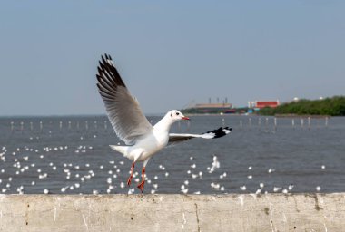 Martılar grubu ya da açık gökyüzünde uçan tek bir grup. Bazıları Bangpu 'da, Samut Prakarn Tayland' da kendilerini besleyen turistlerin yiyeceklerini kovalıyor..