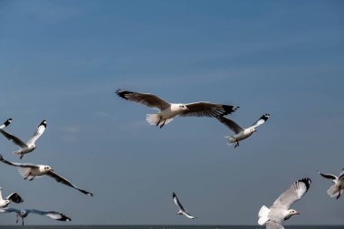 Martılar grubu ya da açık gökyüzünde uçan tek bir grup. Bazıları Bangpu 'da, Samut Prakarn Tayland' da kendilerini besleyen turistlerin yiyeceklerini kovalıyor..